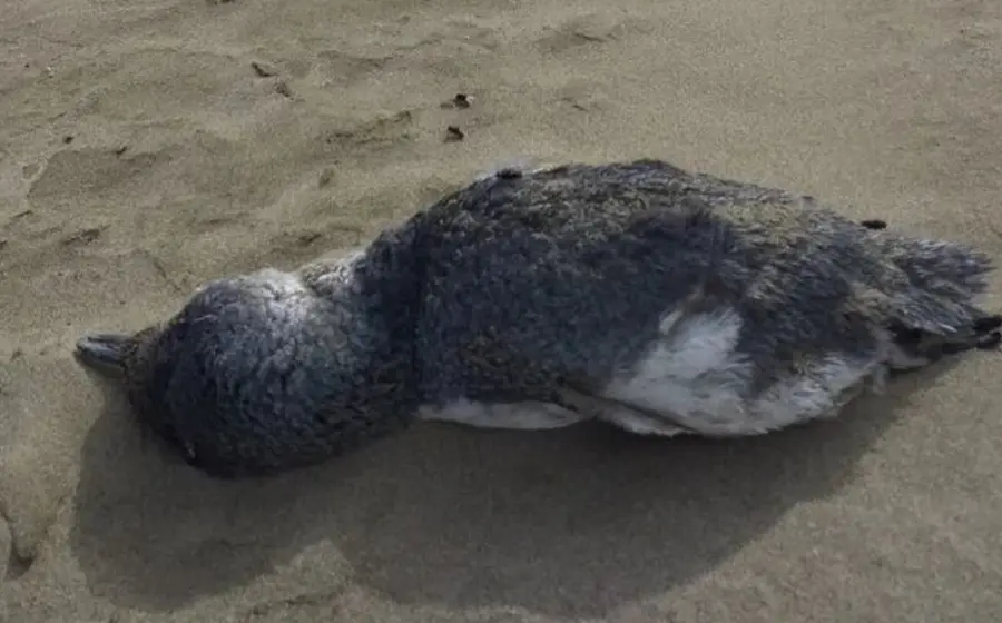 cadaver_de_pinguino