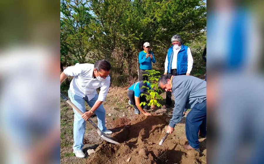 reforestacion 
