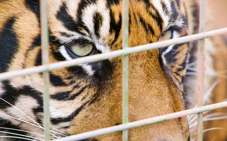 Tigre de bengala