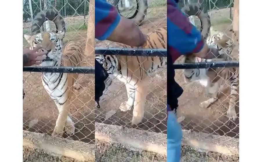 Ataque animal