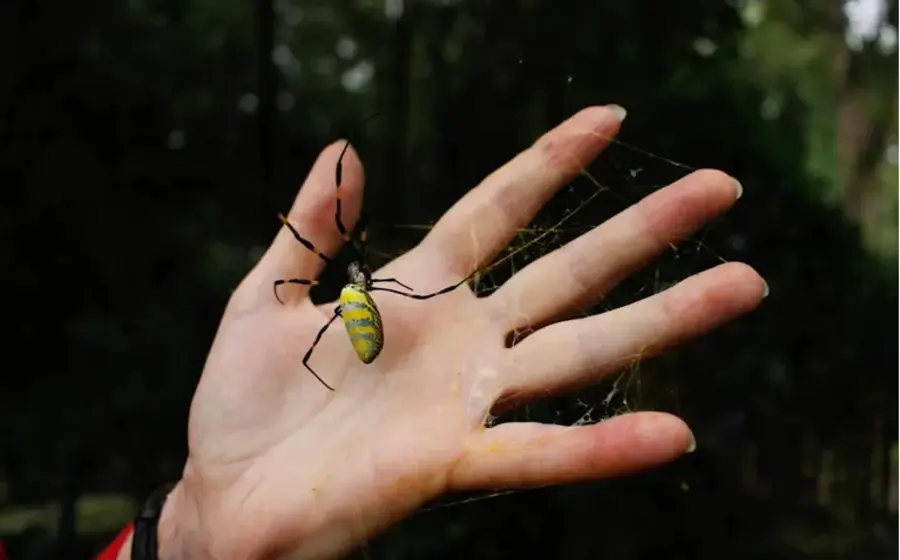 araña-joro