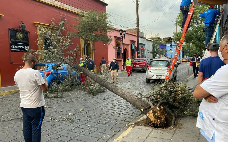 derrumbe-arbol 
