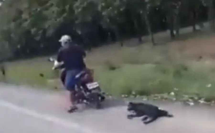 perro_maltratado