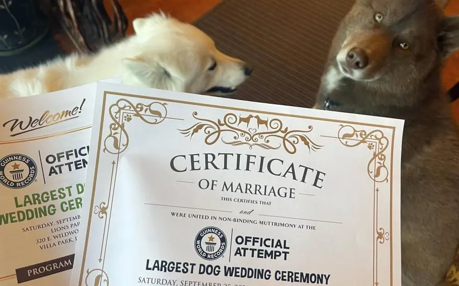 Boda perruna