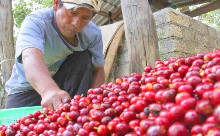 cafetero 