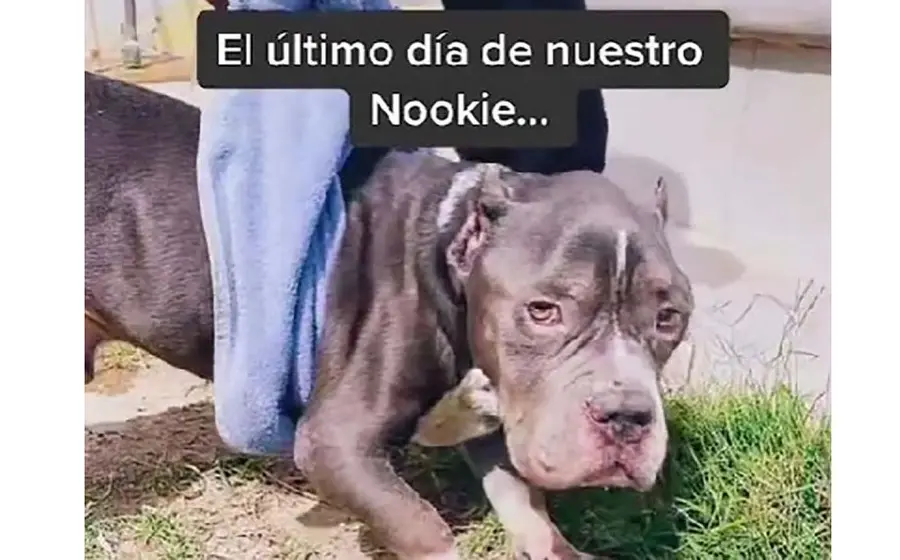 Nookie