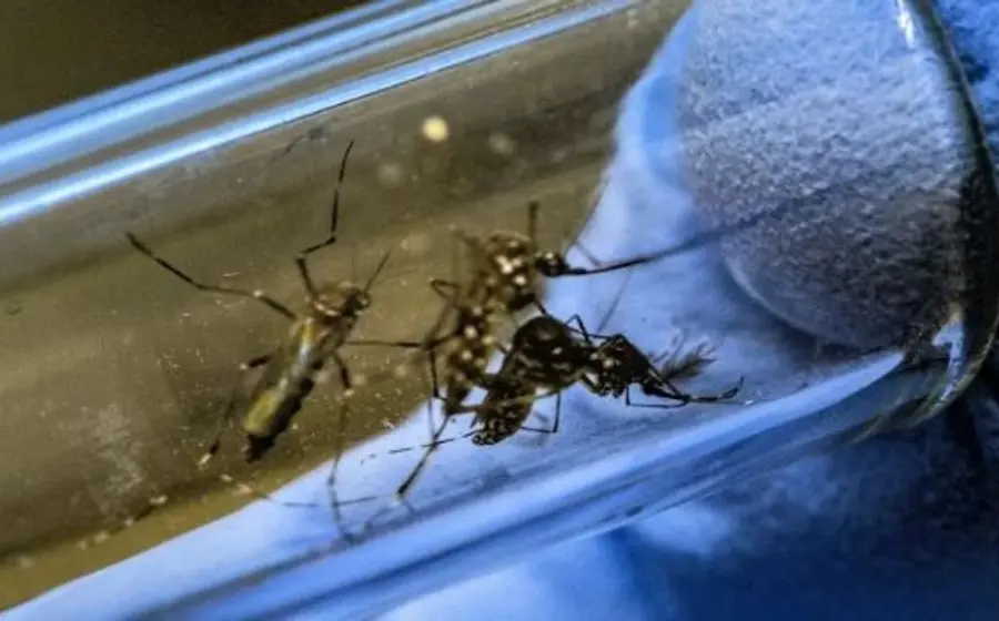 mosquitos_ aedes_aegypti