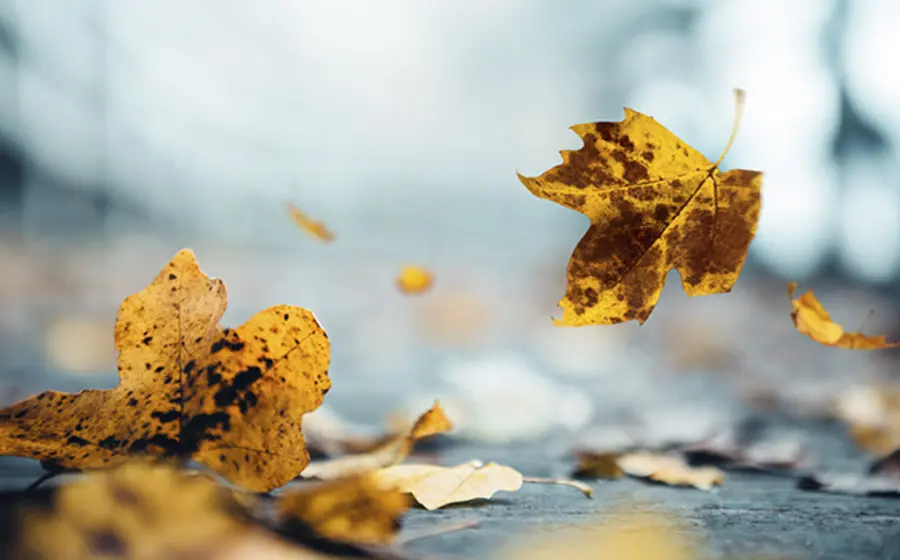 flores-otoño