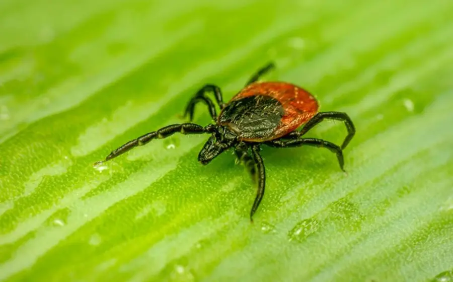 garrapata