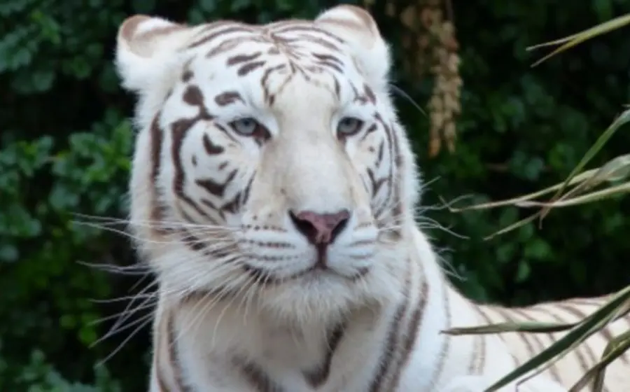 tigre_de_bengala