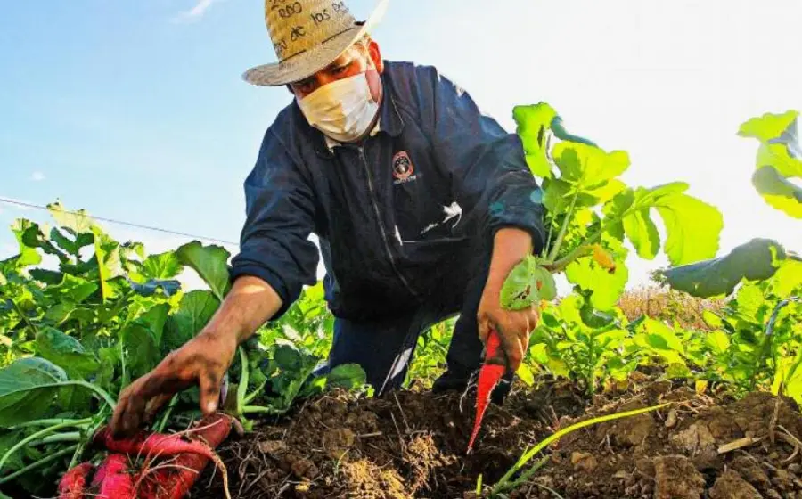 agricultor-cosechando-rabanos