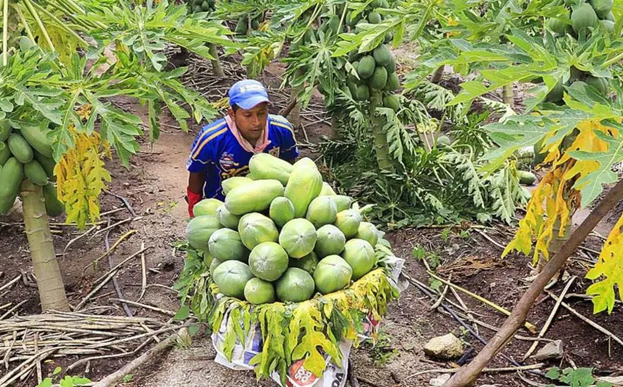 agricultor-de-papaya