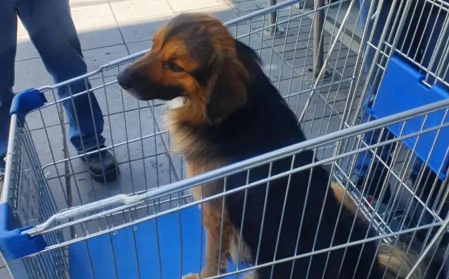 perrito-en-carrito-de-mercado