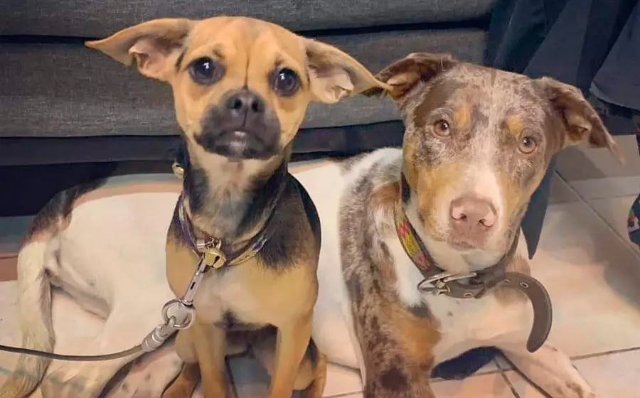 perros 
