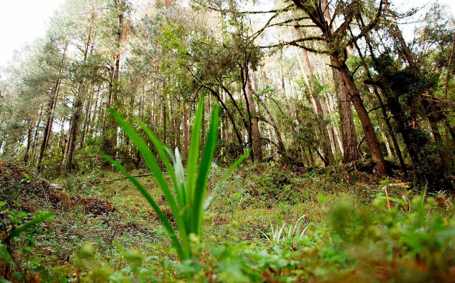 selva-de-oaxaca