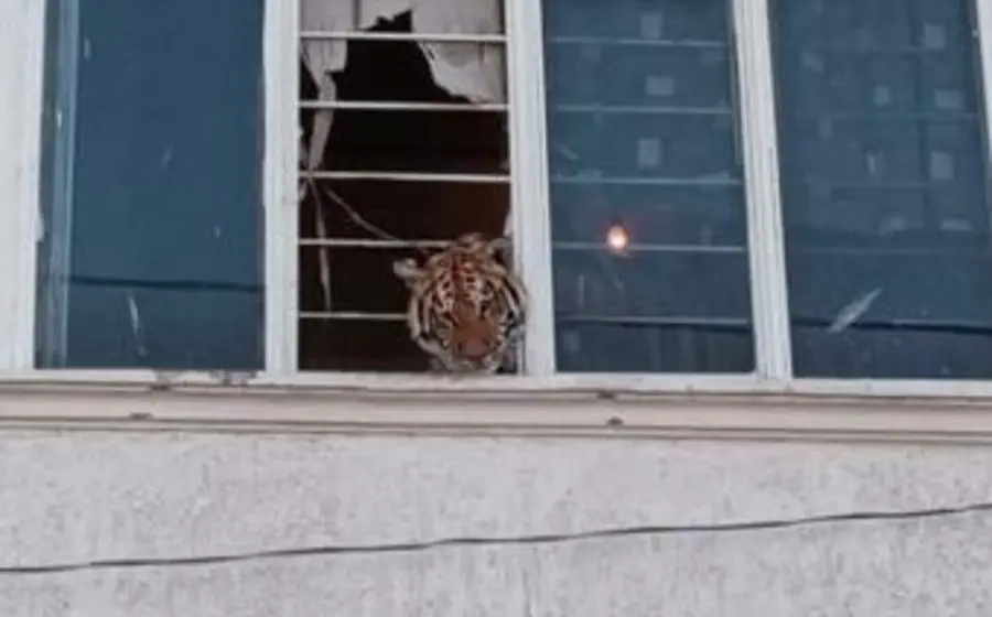 tigre-bengala-domicilio 