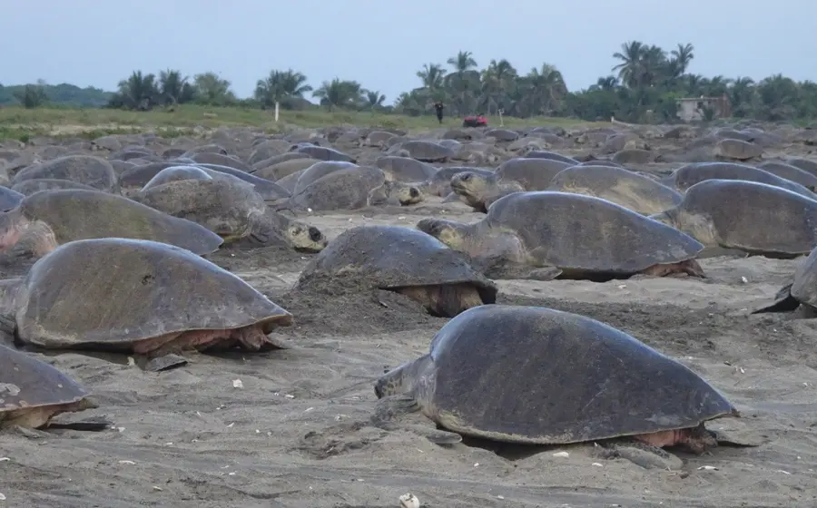 tortugas-sobre-arena