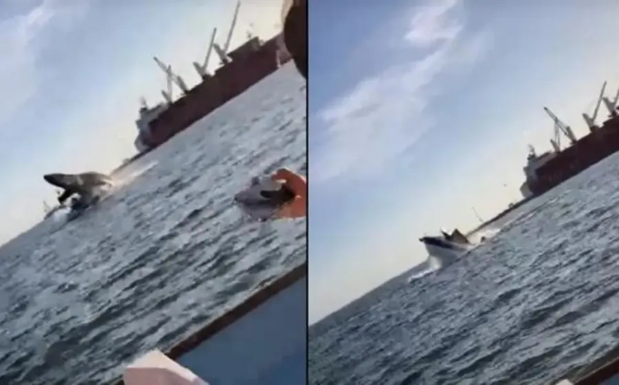 Accidente con ballena