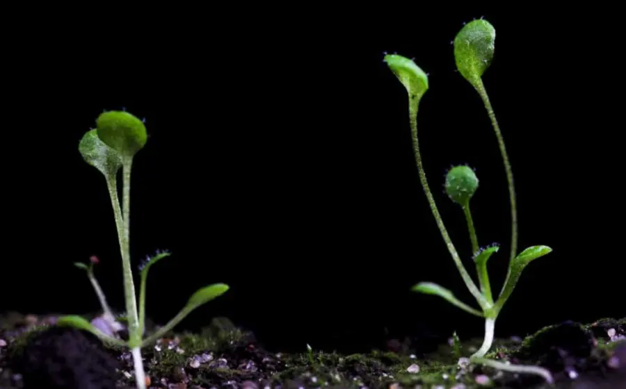Primera planta en la Luna