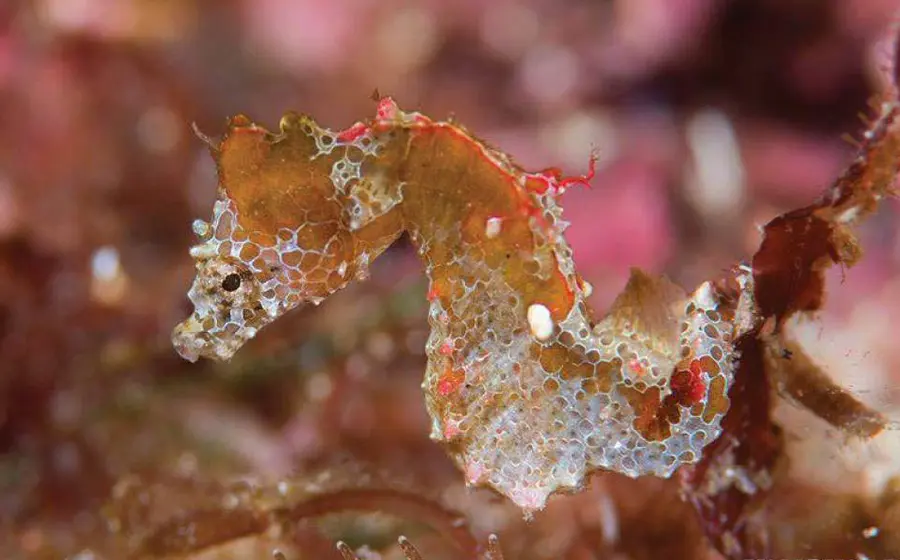 Hippocampus japapigu