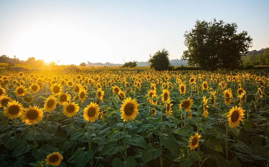 girasoles-campo 