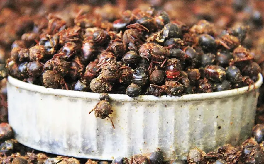 chicatanas 