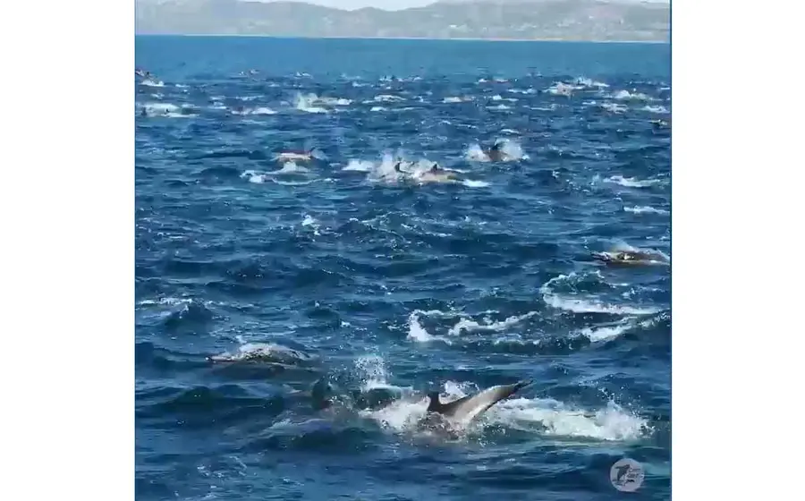 Manada de delfines