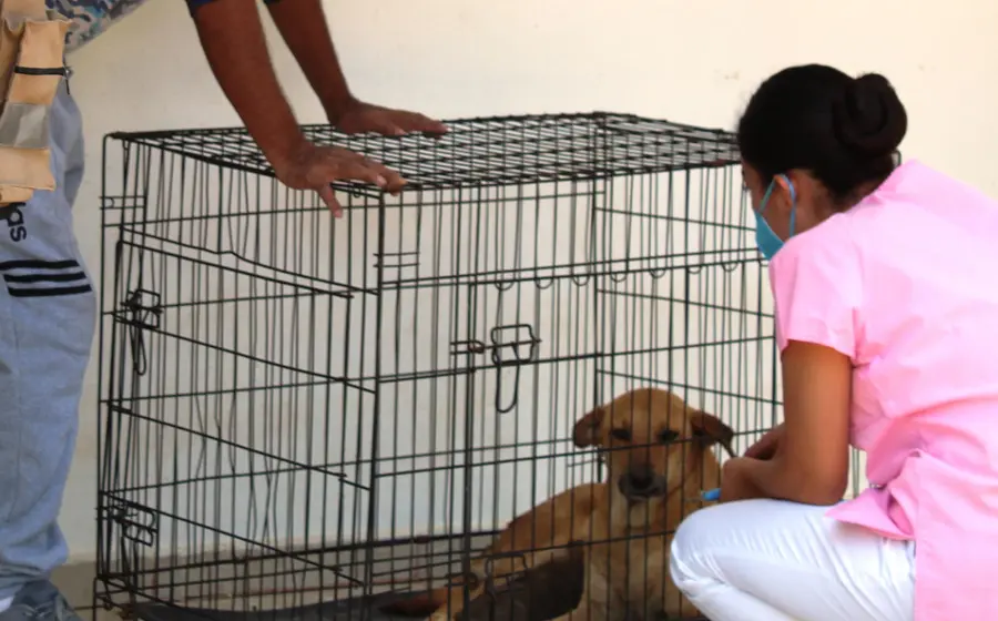 perro-en-jaula