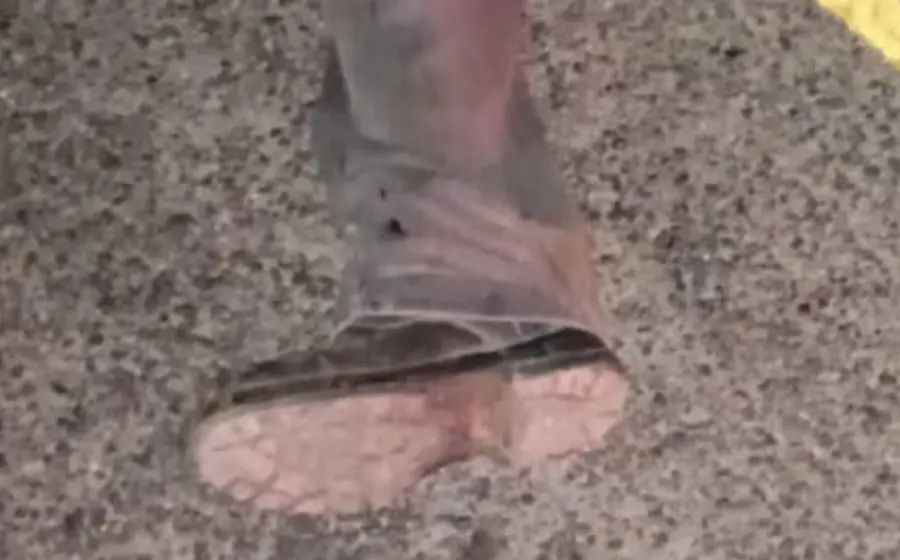 bota 