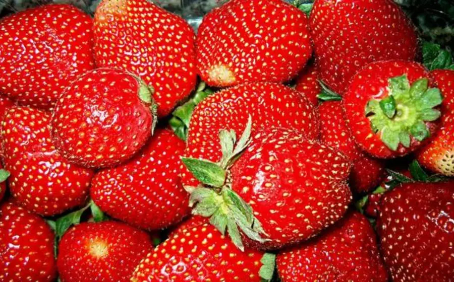 Lote de fresas