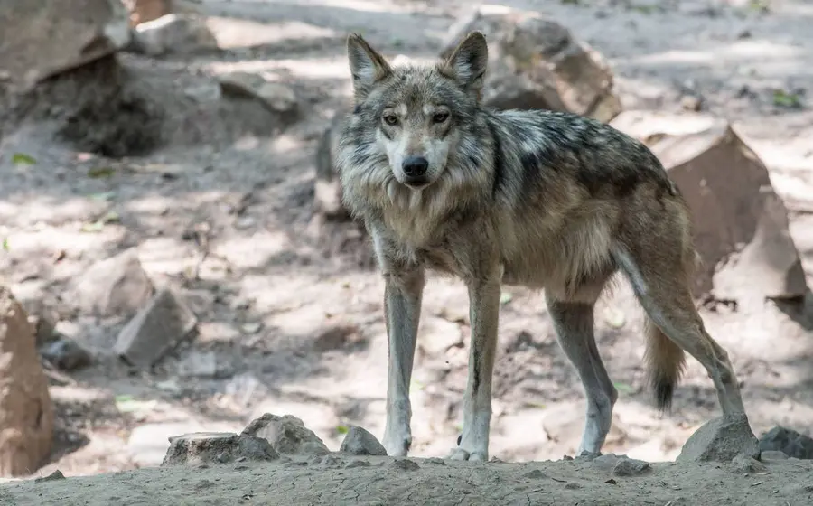 Lobo