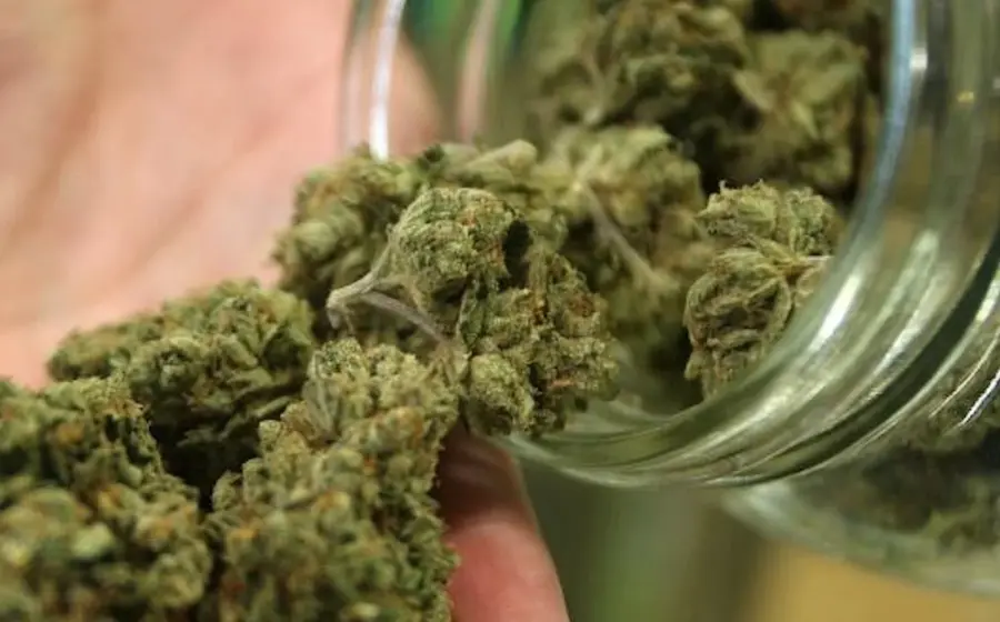 cannabis-mariguana 