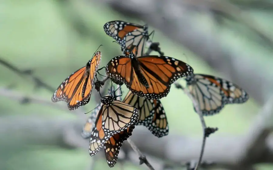 mariposa 