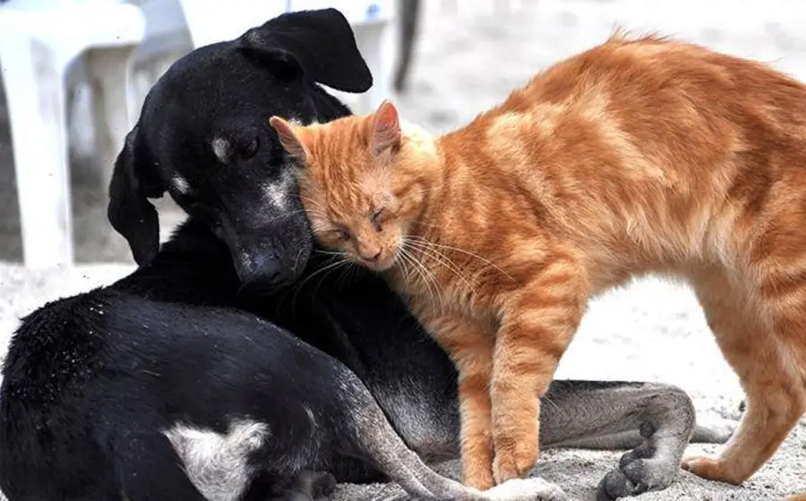 Perros y gatos