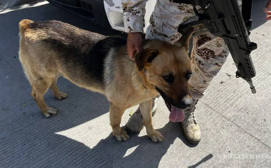 Perro