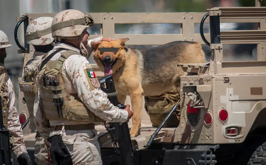 Perro