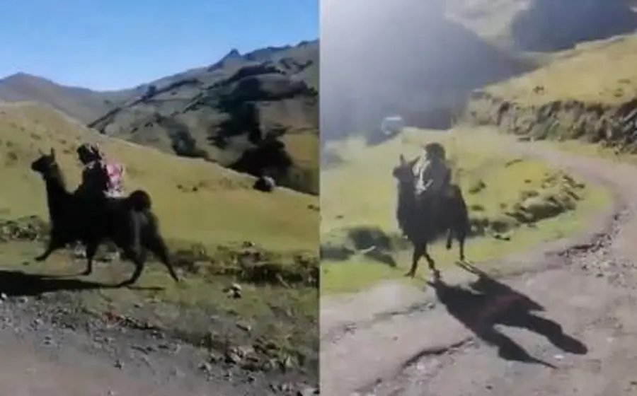 Niño y llama