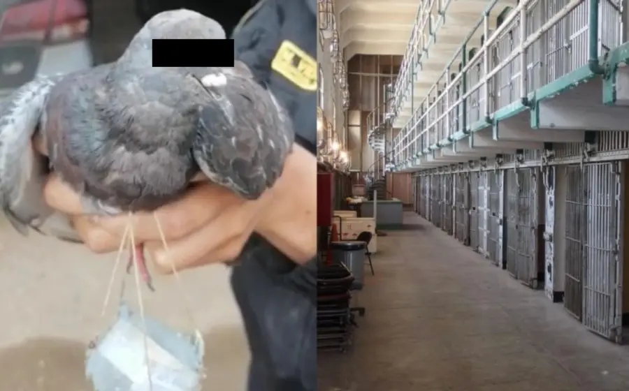 paloma-en-prision