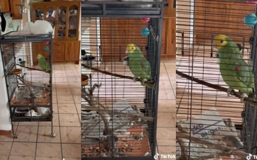 Video de loro se vuelve viral