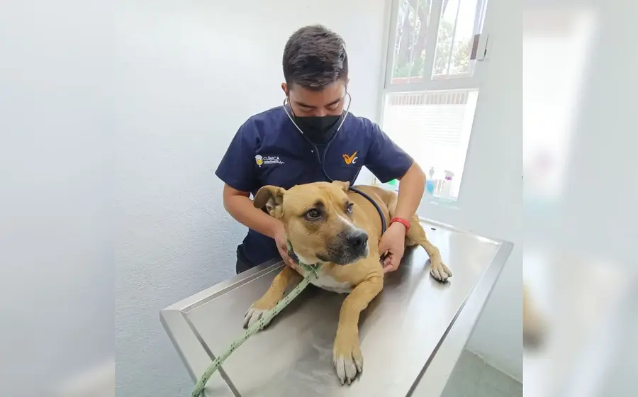perrito-rescatado