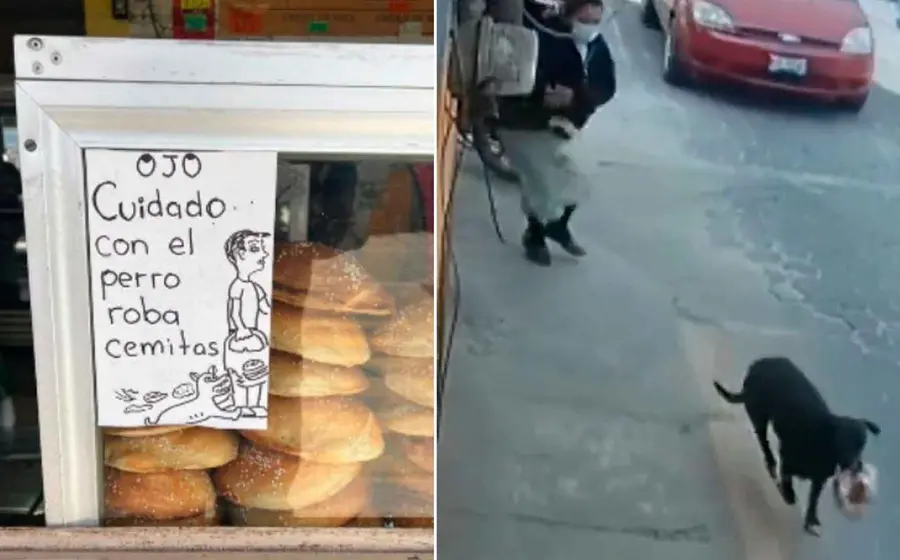 perro-roba-cemitas 