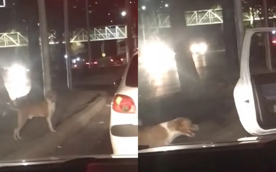 perrito-recatado