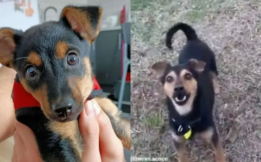 coco_en_cuarentena