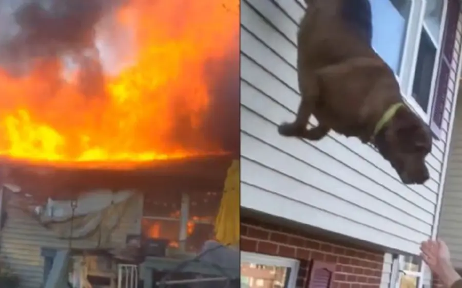Perro escapa de las llamas
