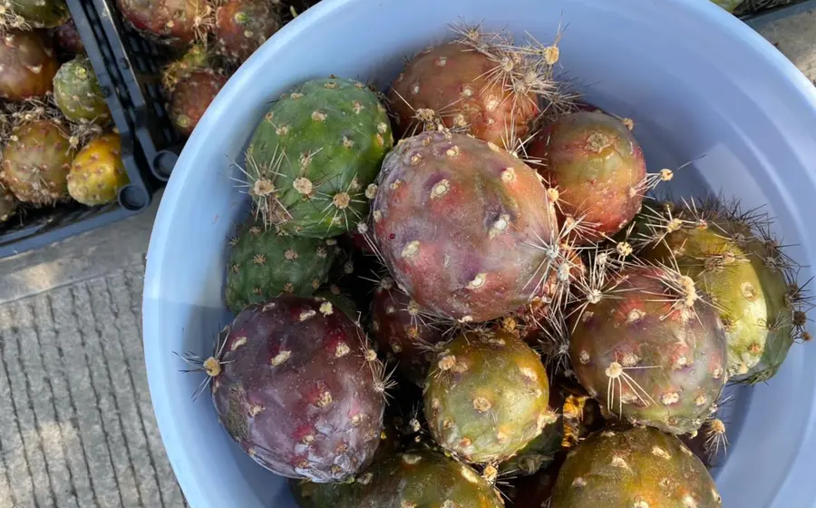 pitayas