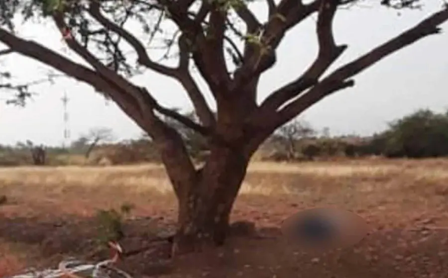 arbol 