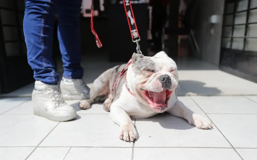 Perro Max