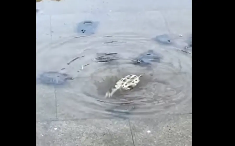 tortugas-al-rescate 