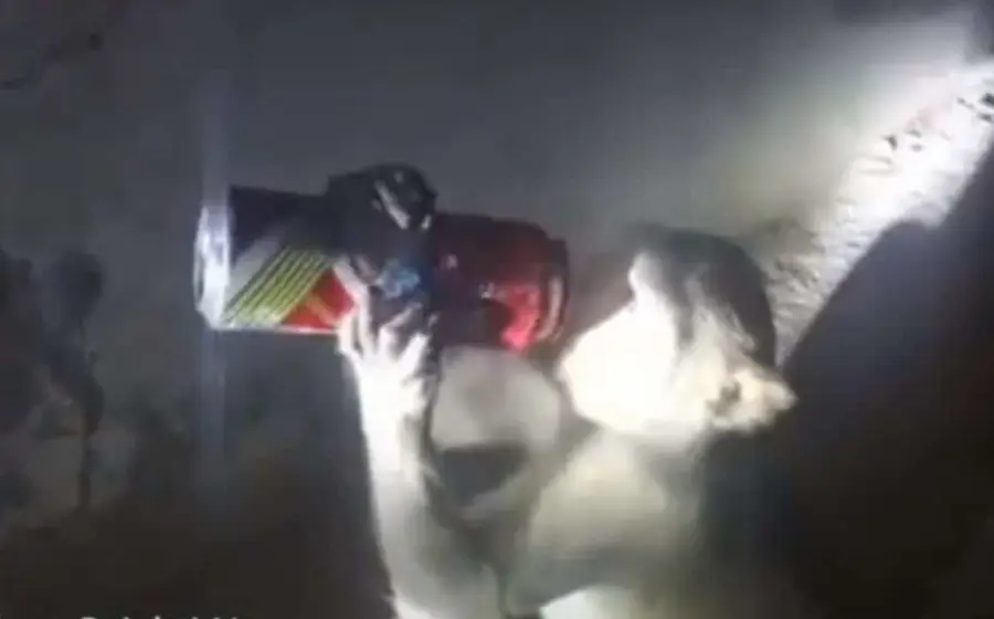 Autoridades informan que trabajan para lograr la captura de un mono para rehabilitarlo pues se cree que padece alcoholismo.