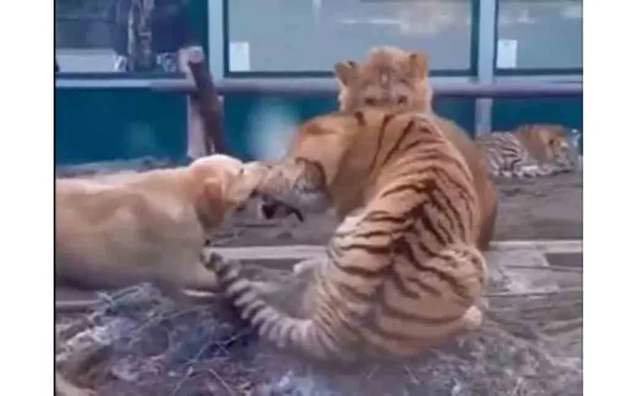 Los animales se encuentran en un zoológico y el perrito ingresa a la jaula sólo para morder a uno de los felinos.